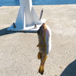 なんとか釣れました(^_^)v